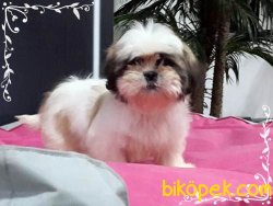 Orjınal Irk SATİLİK SHIH TZU YAVRULARI 1
