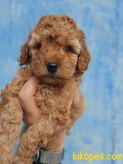 Orjinal Irk Toy Poodle Yavrularımız 2