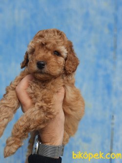 Orjinal Irk Toy Poodle Yavrularımız 3