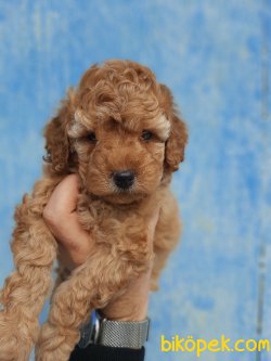 Orjinal Irk Toy Poodle Yavrularımız 1