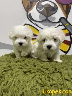 Orjinal Irk Ve Sağlık Garantili Maltese Terrier Yavrular 3