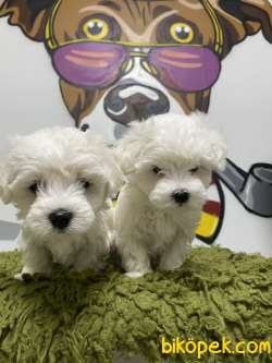 Orjinal Irk Ve Sağlık Garantili Maltese Terrier Yavrular 4