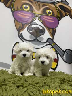 Orjinal Irk Ve Sağlık Garantili Maltese Terrier Yavrular 2