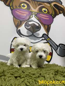 Orjinal Irk Ve Sağlık Garantili Maltese Terrier Yavrular 1