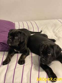 Orjinal Italyan Gladyatörü Cane Corso 1