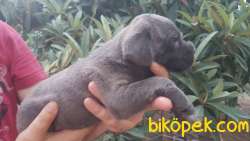 Orjinal Italyan Gladyatörü Cane Corso 5