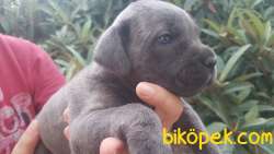 Orjinal Italyan Gladyatörü Cane Corso 4