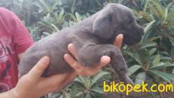 Orjinal Italyan Gladyatörü Cane Corso 3