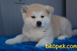 ORJİNAL JAPON AKİTA 1