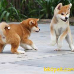 ORJİNAL JAPON AKİTA İNU BEBEKLER 3
