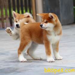 ORJİNAL JAPON AKİTA İNU BEBEKLER 1