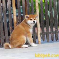 ORJİNAL JAPON AKİTA İNU BEBEKLER 2