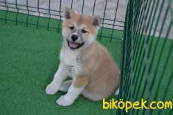ORJİNAL JAPON AKİTA İNU YAVRULARIMIZ 3
