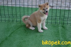 ORJİNAL JAPON AKİTA İNU YAVRULARIMIZ 2