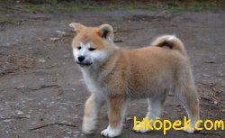 ORJİNAL JAPON AKİTA İNU YAVRUMUZ 1