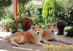 ORJİNAL JAPON AKİTA İNU YAVRUMUZ 3