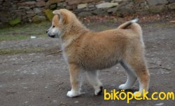 ORJİNAL JAPON AKİTA İNU YAVRUMUZ 4