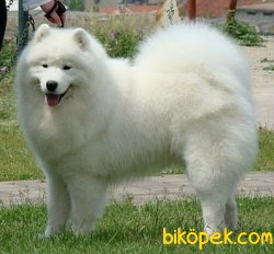 Orjınal Kar Beyazı Samoyed Yavruları 1