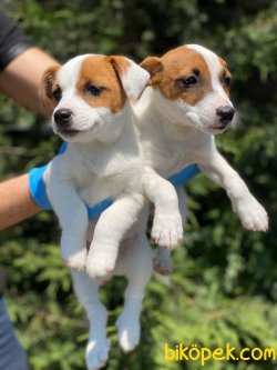 ORJİNAL KISA BACAK JACK  RUSSELL TERRİER 1