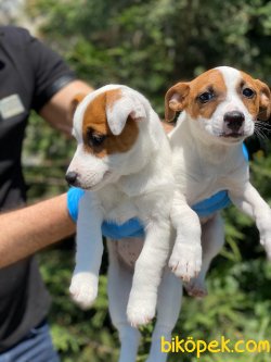 ORJİNAL KISA BACAK JACK  RUSSELL TERRİER 2