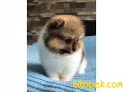 Orjinal Kısa Burun, Gülen Yüz Pomeranian 4