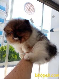 Orjinal Kısa Burun, Gülen Yüz Pomeranian 5