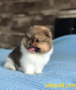 Orjinal Kısa Burun, Gülen Yüz Pomeranian 1