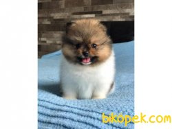 Orjinal Kısa Burun, Gülen Yüz Pomeranian 3