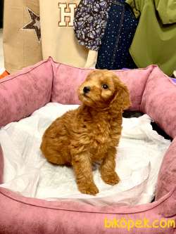 ORJİNAL KIZIL RENK MALTİPOO YAVRULARIMIZ 4