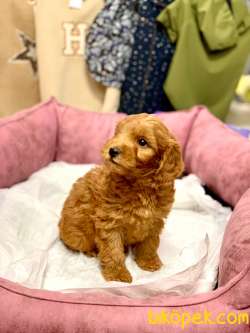 ORJİNAL KIZIL RENK MALTİPOO YAVRULARIMIZ 2