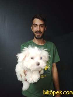 Orjinal Kore Maltesse Terrier 1