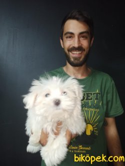 Orjinal Kore Maltesse Terrier 4