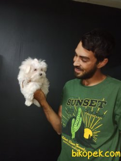 Orjinal Kore Maltesse Terrier 2