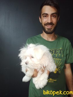 Orjinal Kore Maltesse Terrier 3