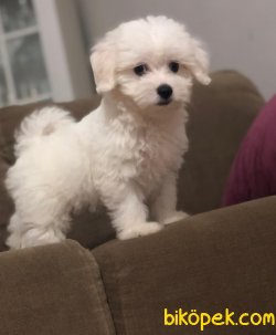 ORJİNAL KOREKAN MALTESE 1