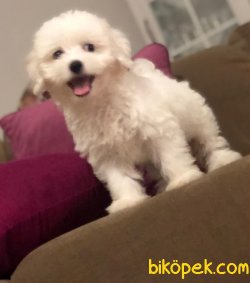 ORJİNAL KOREKAN MALTESE 2