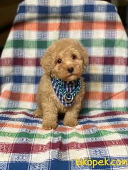 Orjinal Koyu Apricot Toy Poodle Yavrular 2