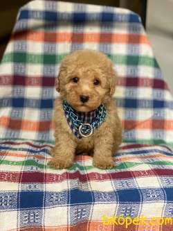 Orjinal Koyu Apricot Toy Poodle Yavrular 4