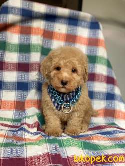 Orjinal Koyu Apricot Toy Poodle Yavrular 3