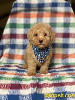 Orjinal Koyu Apricot Toy Poodle Yavrular