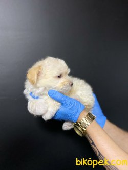 Orjinal Krem  Maltipoo 3