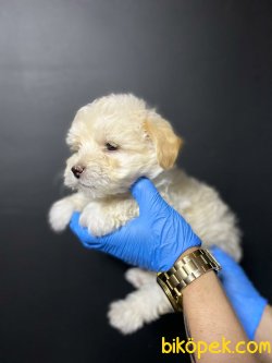 Orjinal Krem  Maltipoo 2