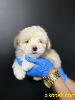 Orjinal Krem  Maltipoo 1