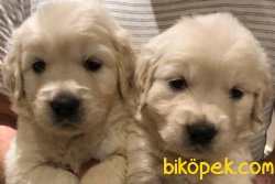 Orjinal Küt Burun Golden 2