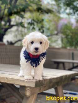 Orjinal Maltese Terier 3