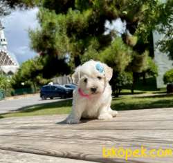 Orjinal Maltese Terier   Yavrularımız 1