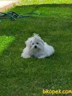 Orjinal Maltese Terrier 4
