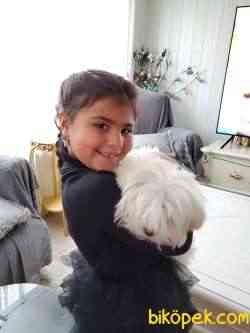 Orjinal Maltese Terrier 2