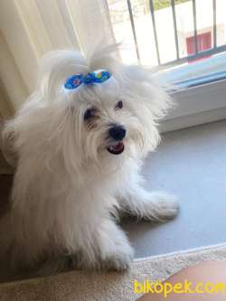 Orjinal Maltese Terrier 1