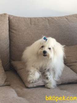 Orjinal Maltese Terrier 5